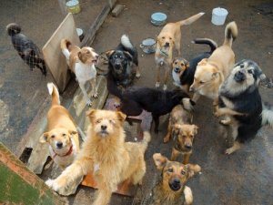 Sådan holdes en hundebestand nede