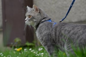 Skal du give en kat et halsbånd?