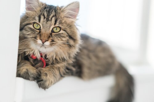 bliv inspireret af egyptisk mytologi