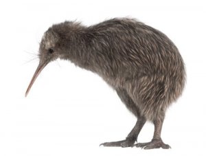 En lille kiwi