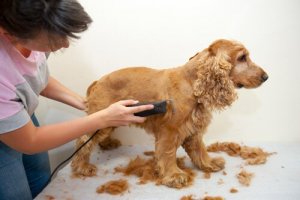 Klipning af din hund: Professionelt eller hjemme?