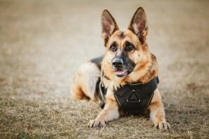 Navne til politihunde: En liste med skønne navne