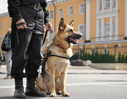 En politihund på arbejde med sin ejer