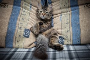 Undgå at din kat kommer op i sofaen