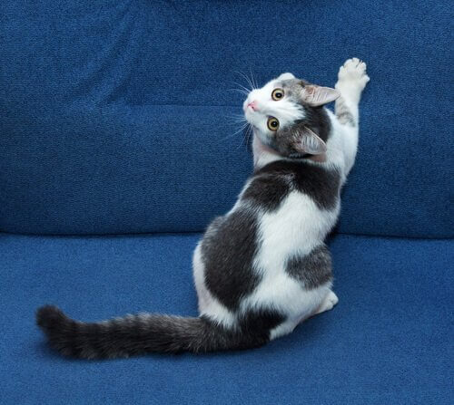 man kan godt træne en kat