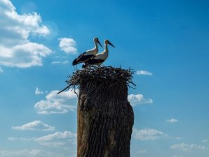 To storke, Klepetan og Malena, der er forelsket i hinanden