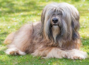 Den tibetanske terrier: Fra templet til dagligstuen