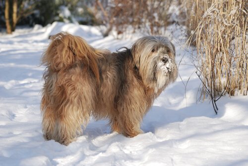 den tibetanske terrier kan ikke lide at være alene hjemme