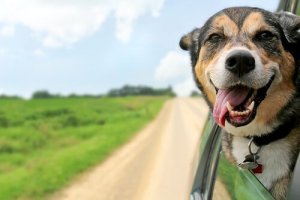 Fem råd, når du skal have hunden med på ferie