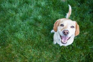 Din hunds hjerte: 4 sunde vaner til en sundere hund