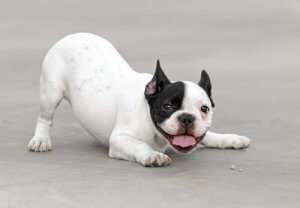 Hundes syn: Ser hunde, som jeg gør?