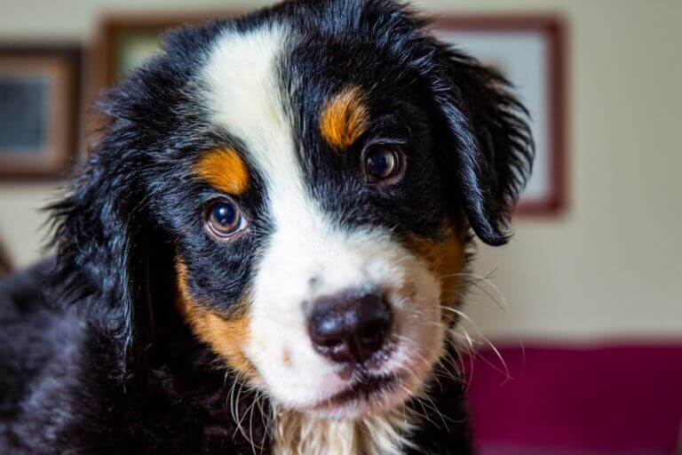 En sød lille hund
