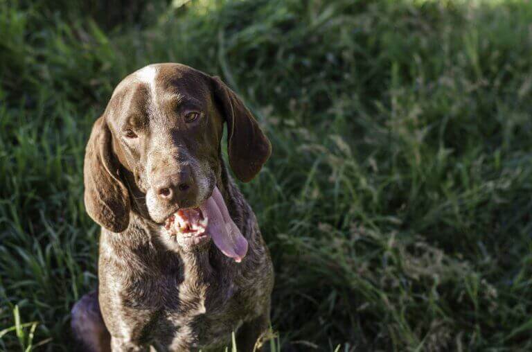 Pointers hund