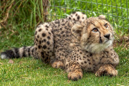 En gepard