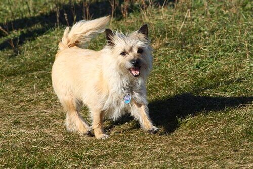 Cairn terrieren har en glad personlighed