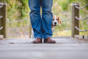 Astrafobi hos hunde: Hjemmemidler til hunde, der er bange for torden