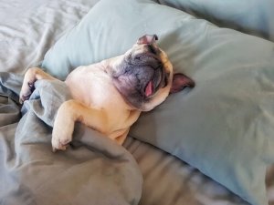 Har du en doven hund? Få den motiveret
