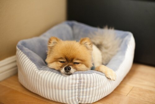Dovne hunde sover det meste af dagen