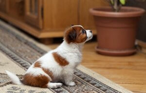 Sådan kan du have dyr i en lejlighed