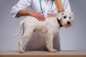 Knuder under huden: Hvorfor opstår de i hunde?