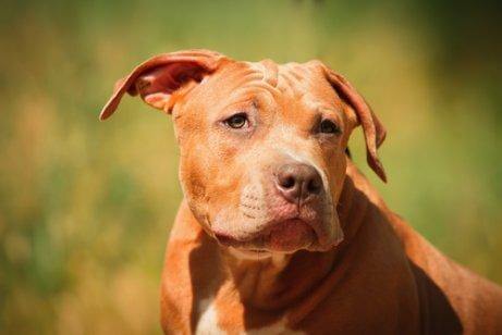 Farlige hunderacer: Pit Bull