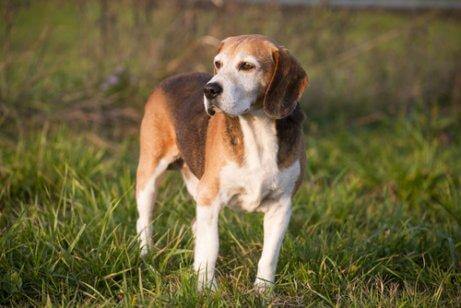 Sporhunde: Engelsk Foxhound.