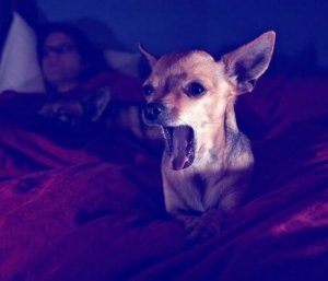 Sådan holder du din hund fra at gø om natten