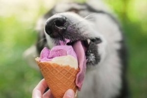 Hunde elsker også ispinde