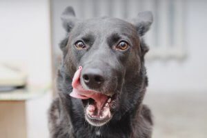 7 klare tegn på at din hund er stresset