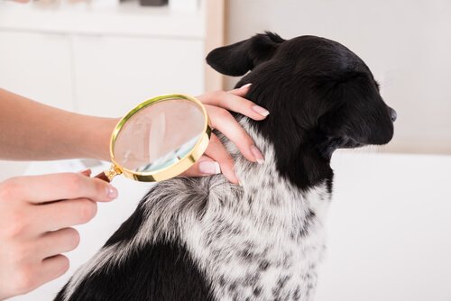 Hund bliver undersøgt for knuder