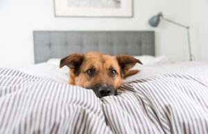 Hvorfor vil min hund ikke sove i sin hundekurv?