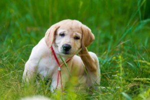 Fransk hjerteorm i hunde: Behandling og forebyggelse