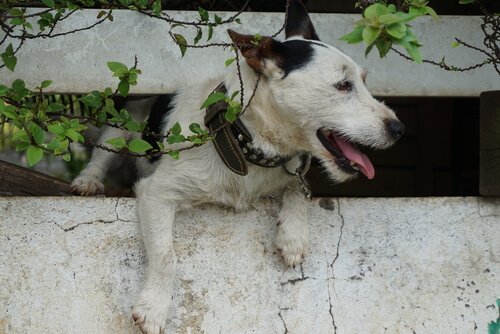 Hund forsøger at stikke af