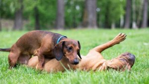 Hund i løbetid: Sådan tager du dig af den