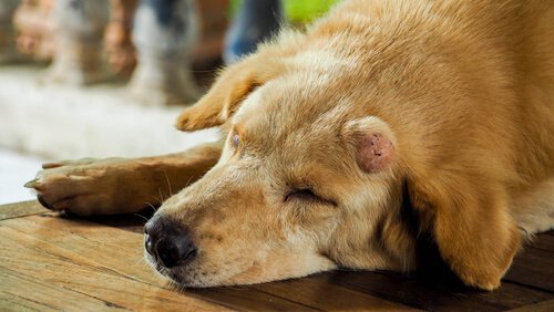 Hund med tumor i ansigtet