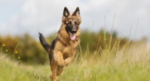 Hvorfor er schæferhunde så velbalancerede?