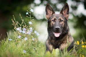 Sådan træner du en schæferhund