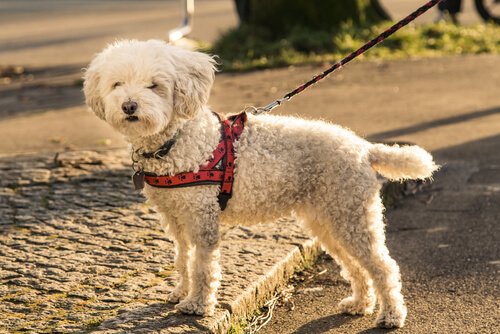 Vælg de rette hundeseler til din hund