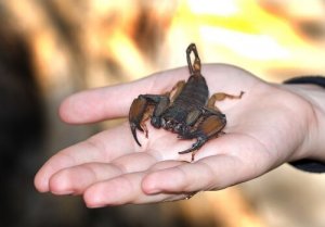 Hvis en skorpion stikker dig