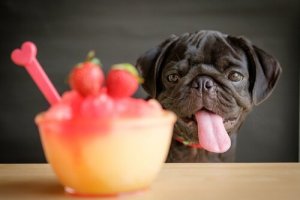 Smoothies til hunde: Prøv disse 4 opskrifter