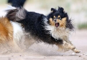 Aggression hos hunde: Håndtering af din hunds aggression