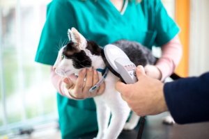 Tarmparasitter hos katte: Behandling og forebyggelse