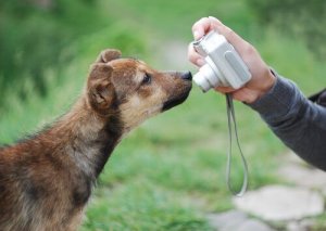 At tage gode billeder af hunde: 7 gode tips