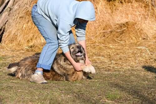 Hund er offer for internetvideoer med dyremishandling