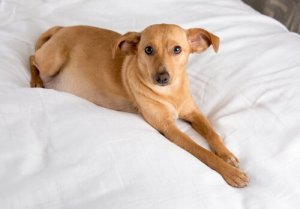 Hund på sengen