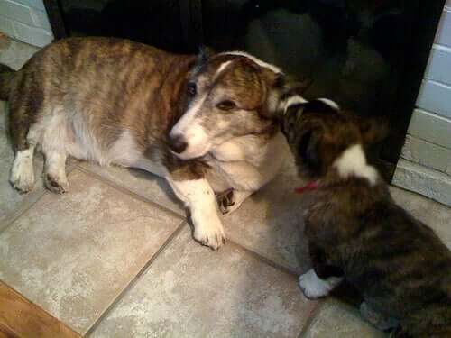 Ældre hund viser, at alderdom kan være grund til en hunds gøen, grundet døvhed