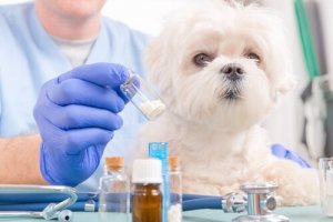 Dette sker, når hunde forgiftes med ibuprofen