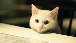 Find ud af, hvilke der er de bedste kæledyr til lejligheder