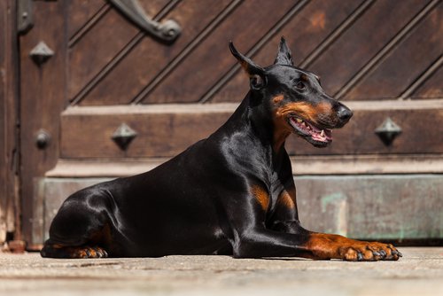 Doberman er ikke egnet til en lille lejlighed