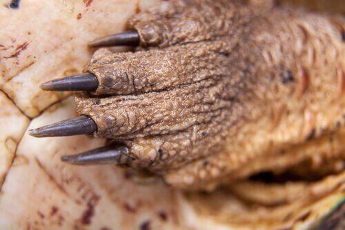 mata mata skildpaddens klør